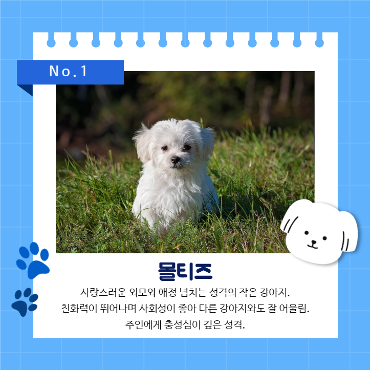 강아지 백과사전