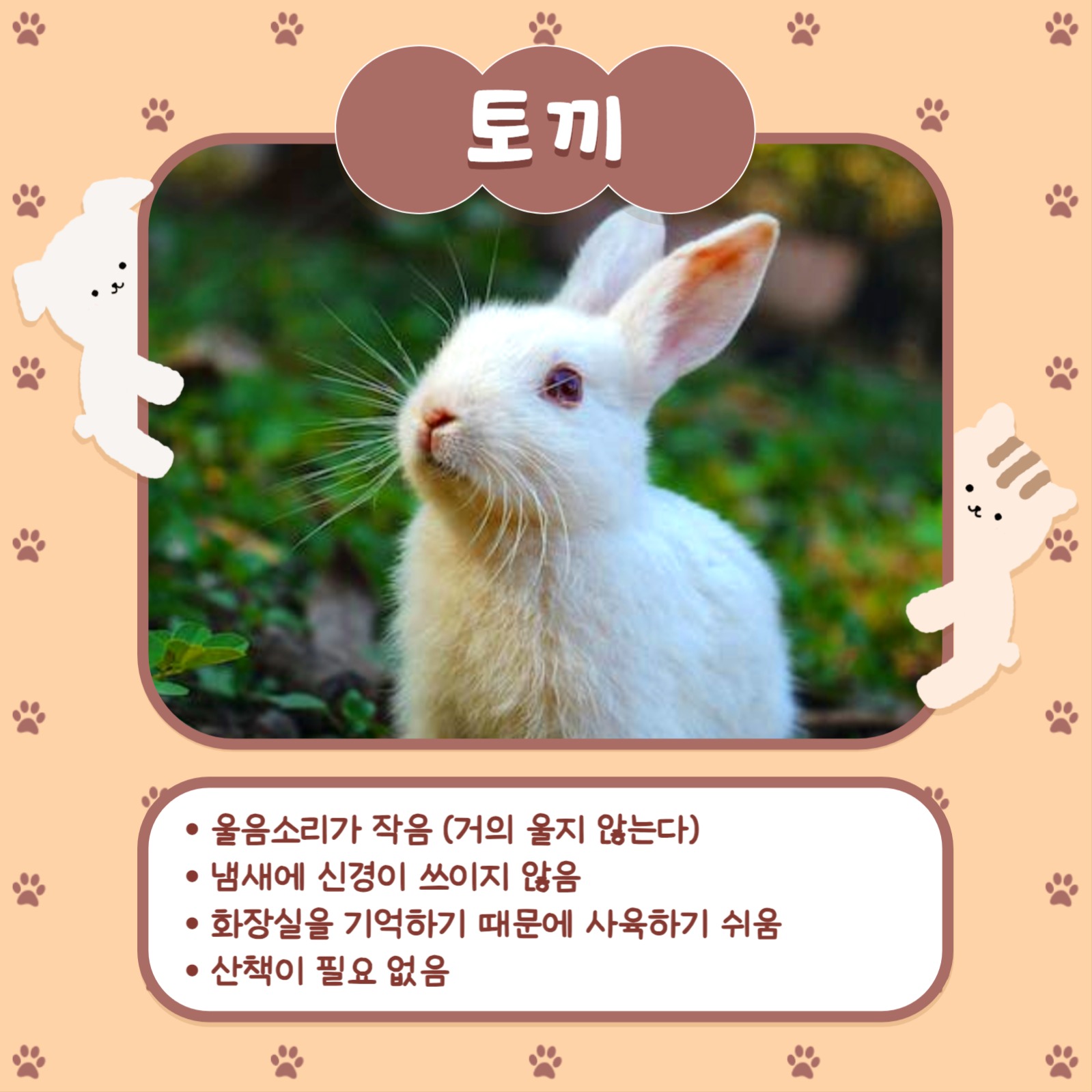 반려동물 추천 카드뉴스 