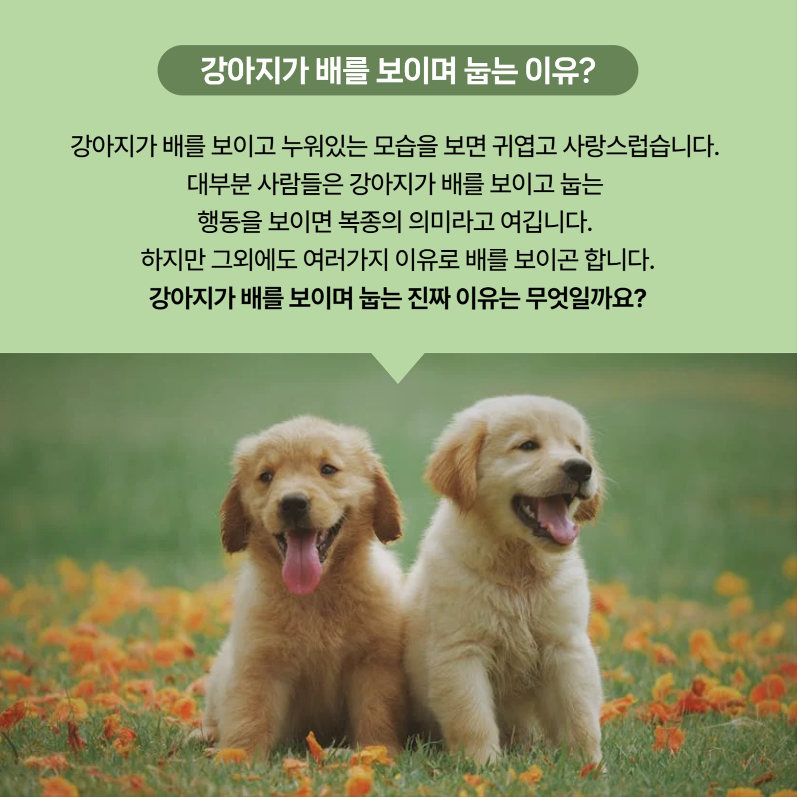 반려동물상식