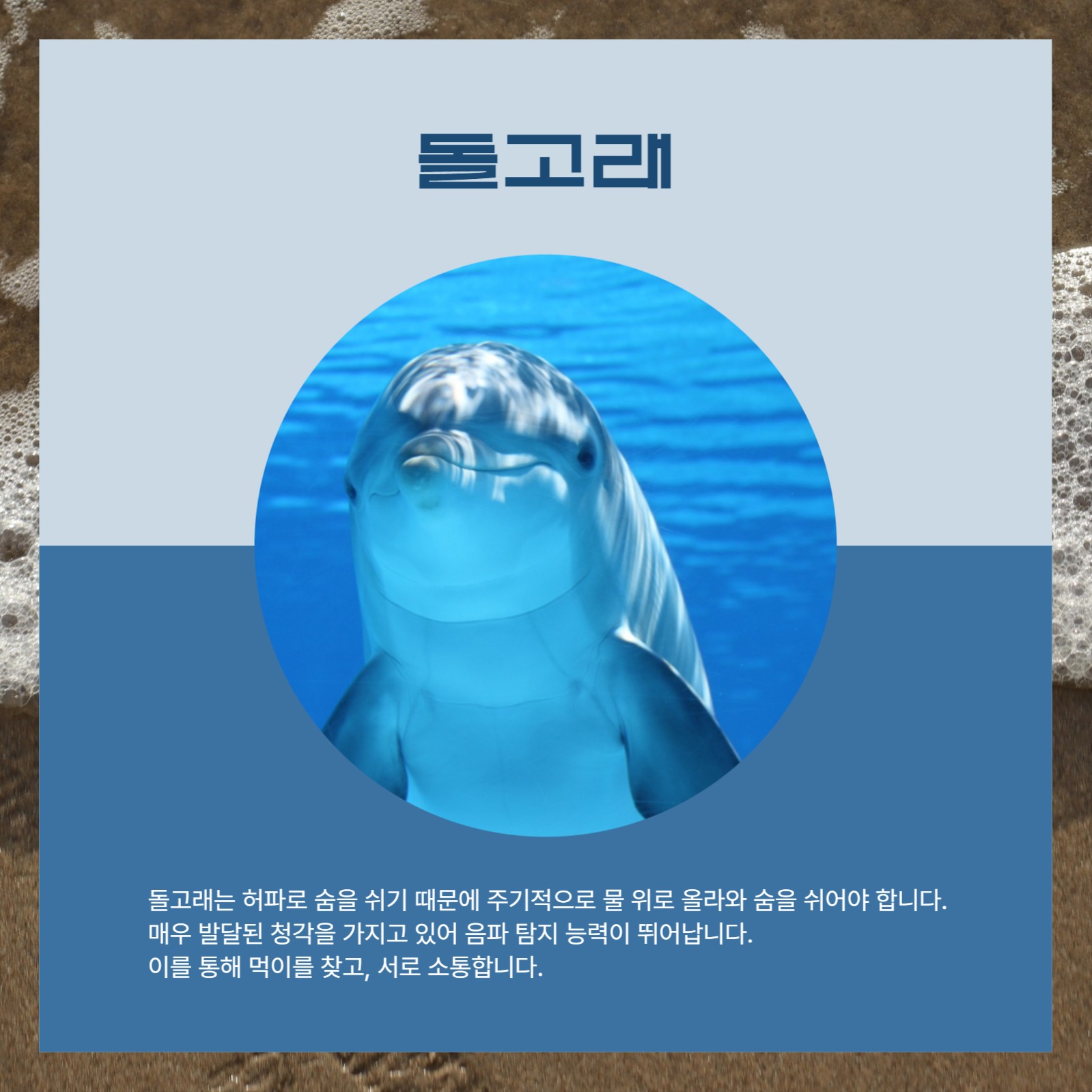 바다 동물 친구들