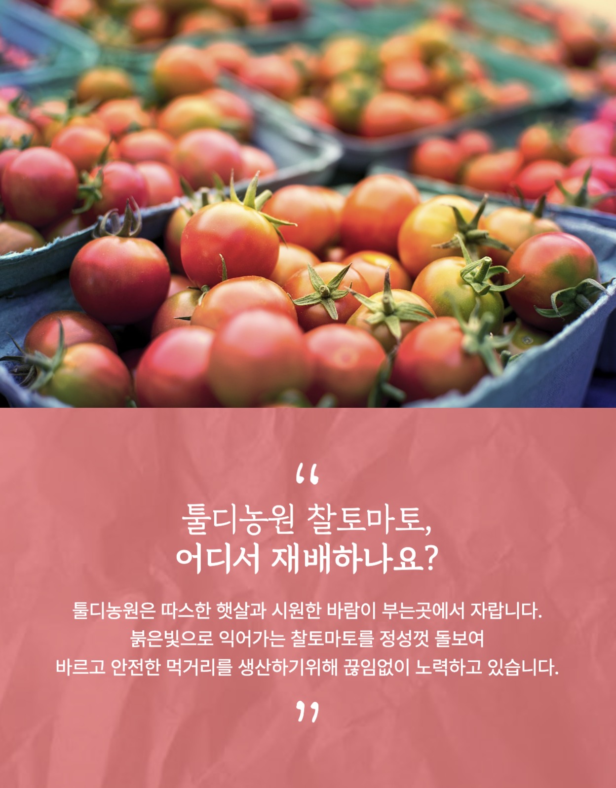 토마토 농산물 상세페이지