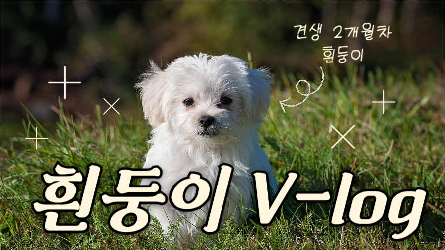 흰둥이 브이로그 썸네일