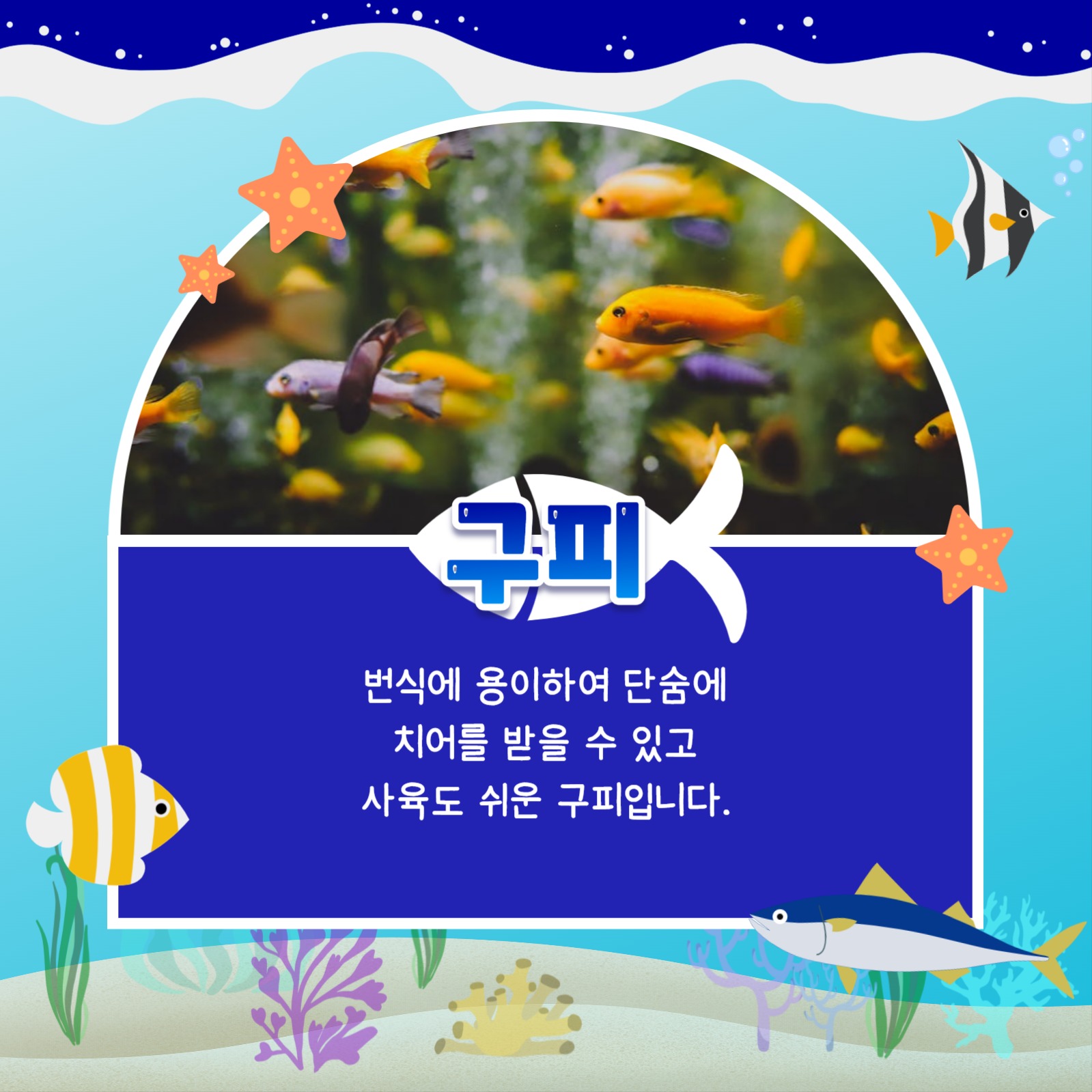 키우기 쉬운 어종 카드뉴스