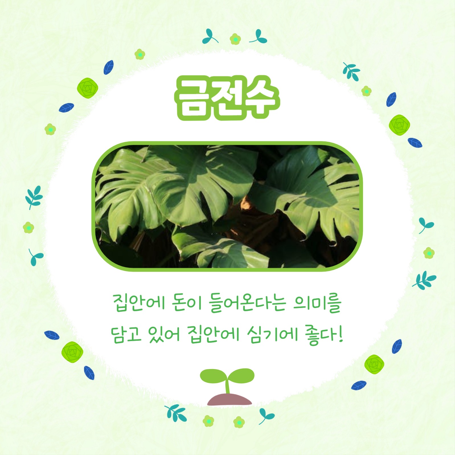 반려식물 추천 모음 카드뉴스