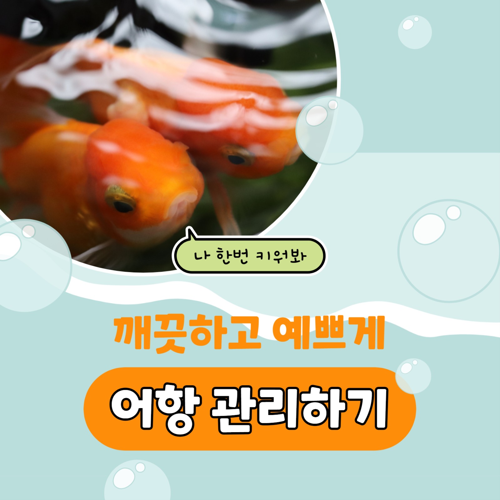 어항 관리하기 카드뉴스