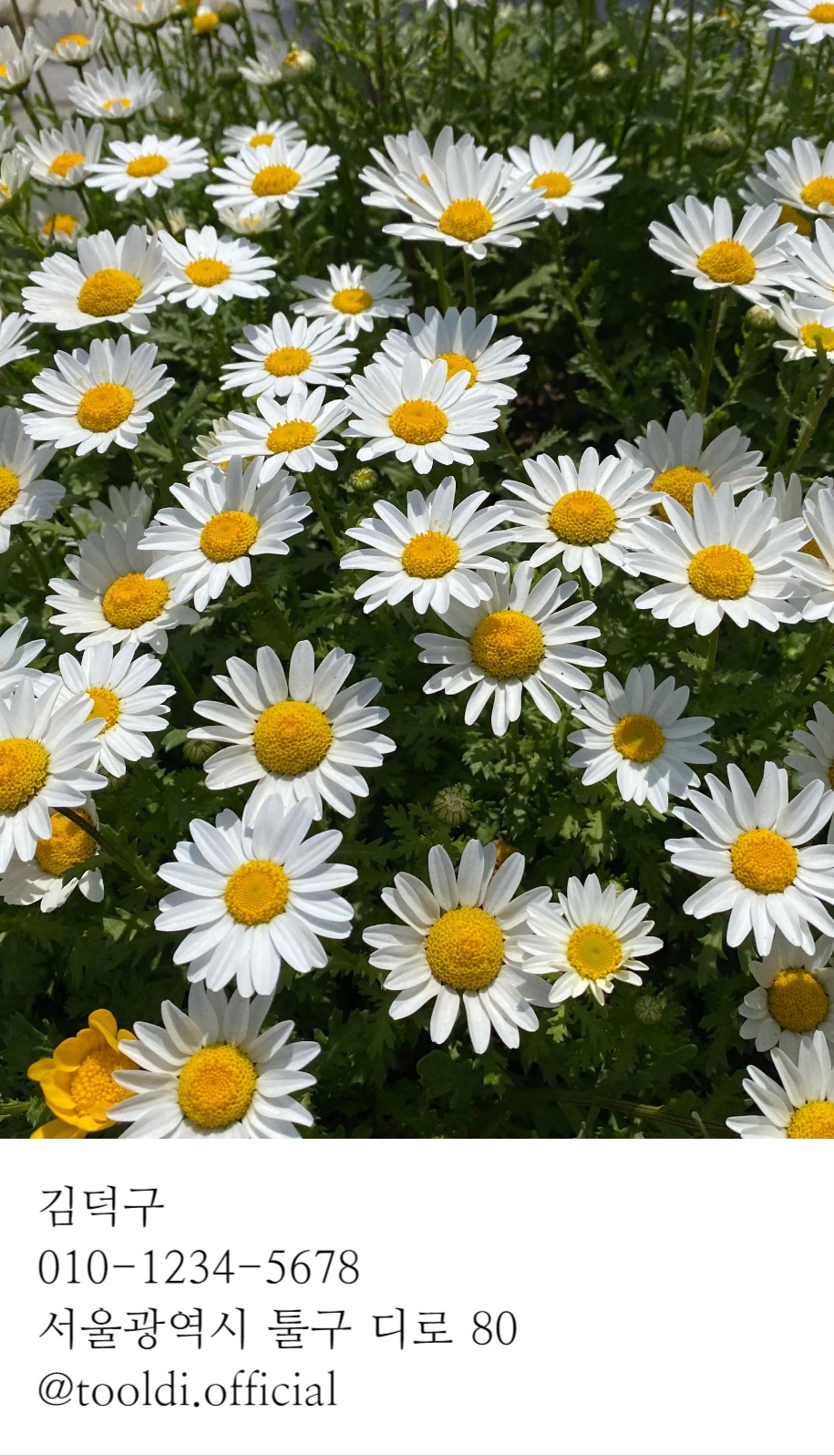 사진이 크게 들어간 명함