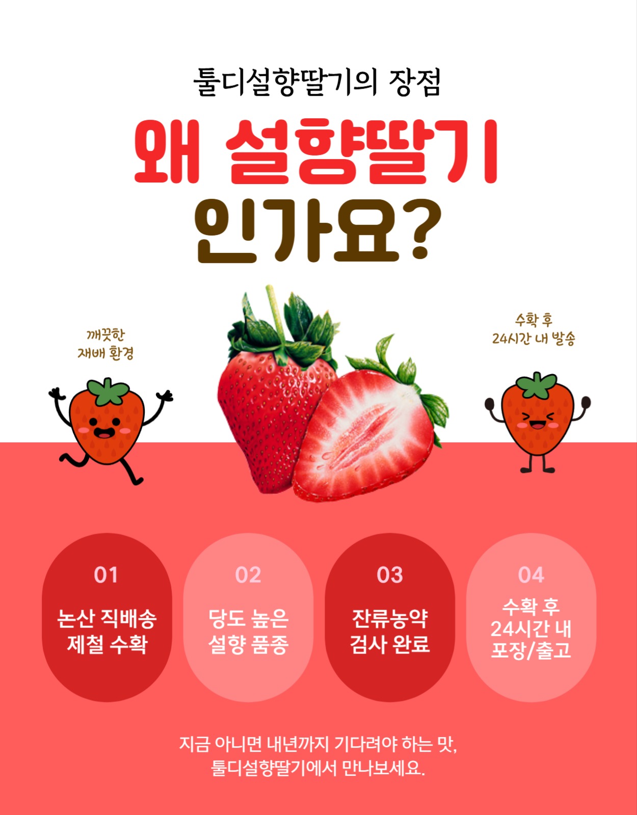 지금 딴 딸기 오늘 배송