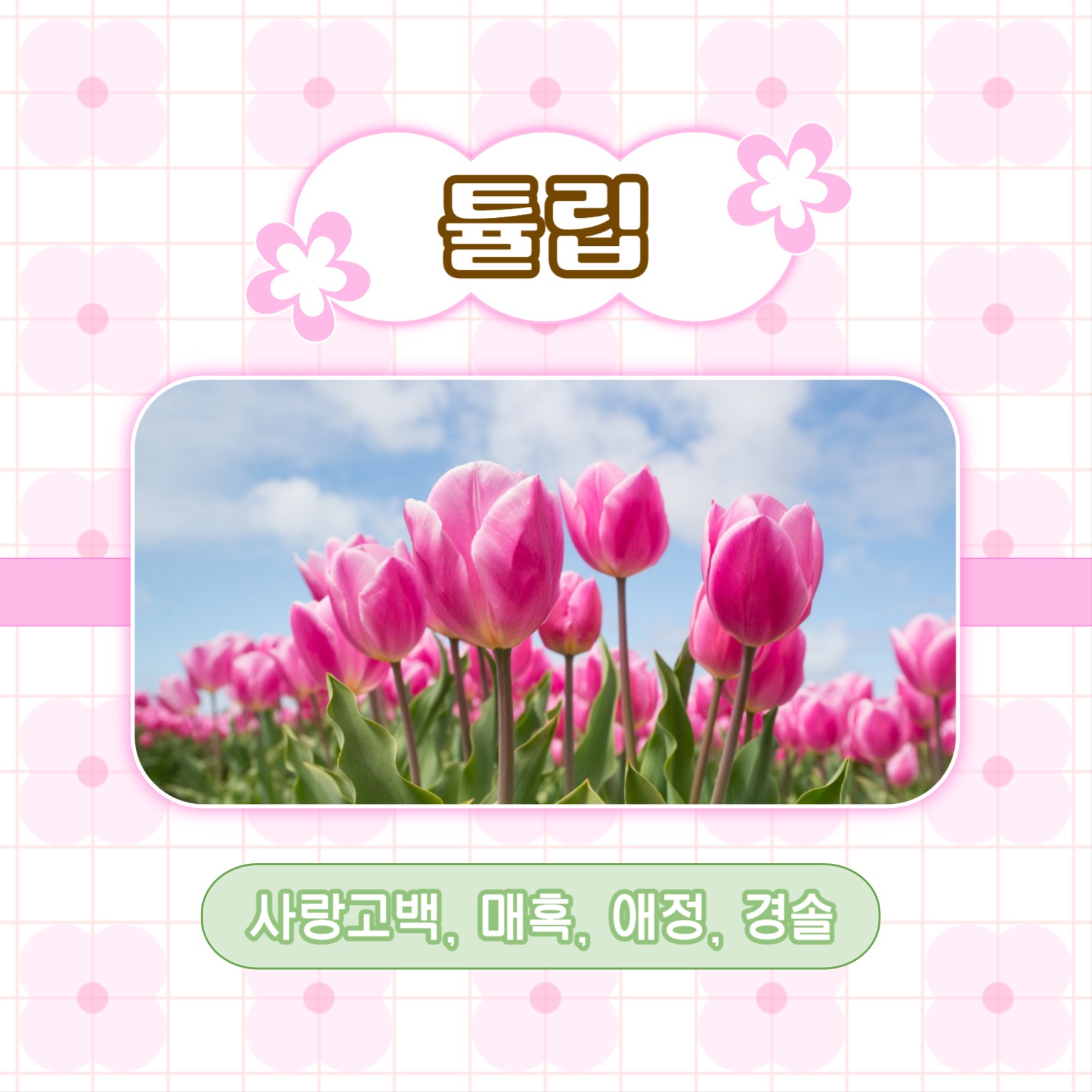 예쁜 꽃말을 가진 꽃 추천 카드뉴스