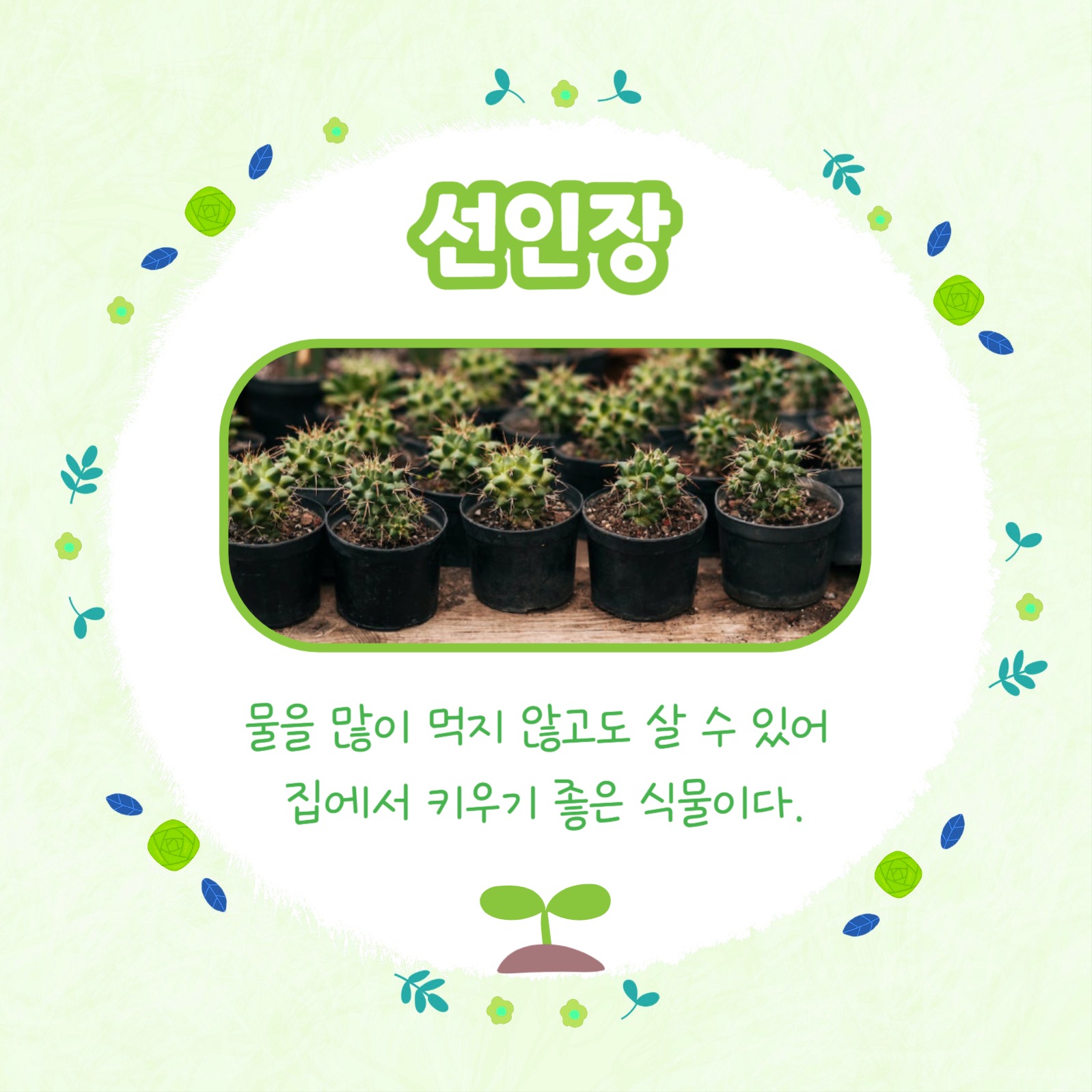 반려식물 추천 모음 카드뉴스