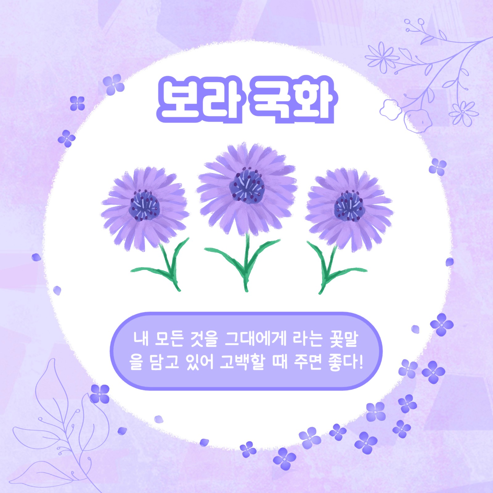 보라꽃 모음집 카드뉴스