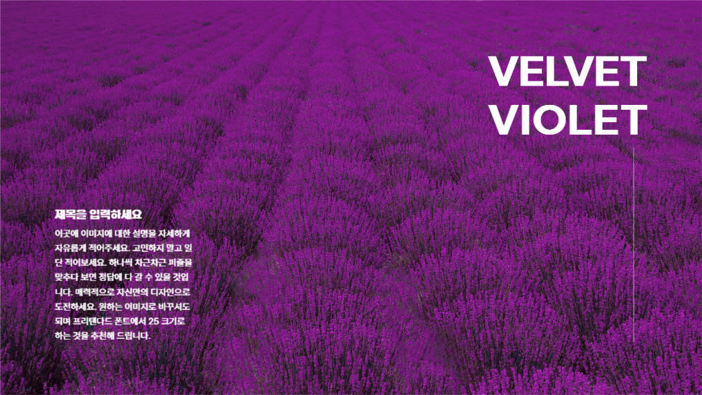 매력적인 벨벳 바이올렛