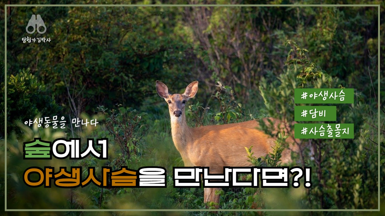 유튜브 썸네일_야생사슴을 만난다면