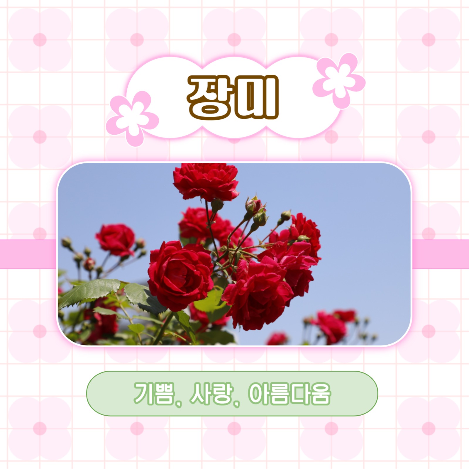 예쁜 꽃말을 가진 꽃 추천 카드뉴스