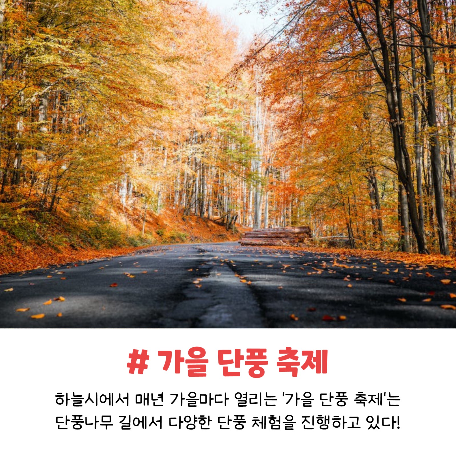 가을축제 모음집 (카드뉴스)