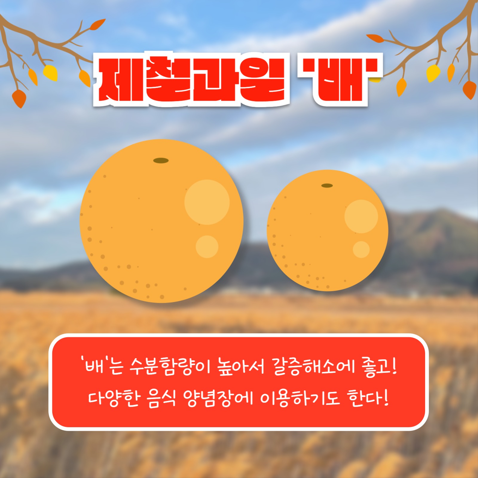 제철과일 Best 3 (카드뉴스)