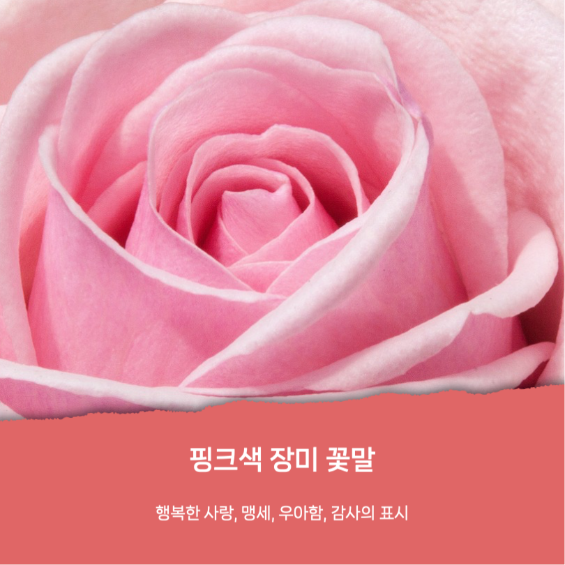 로즈데이 유래와 장미꽃 꽃말 카드뉴스