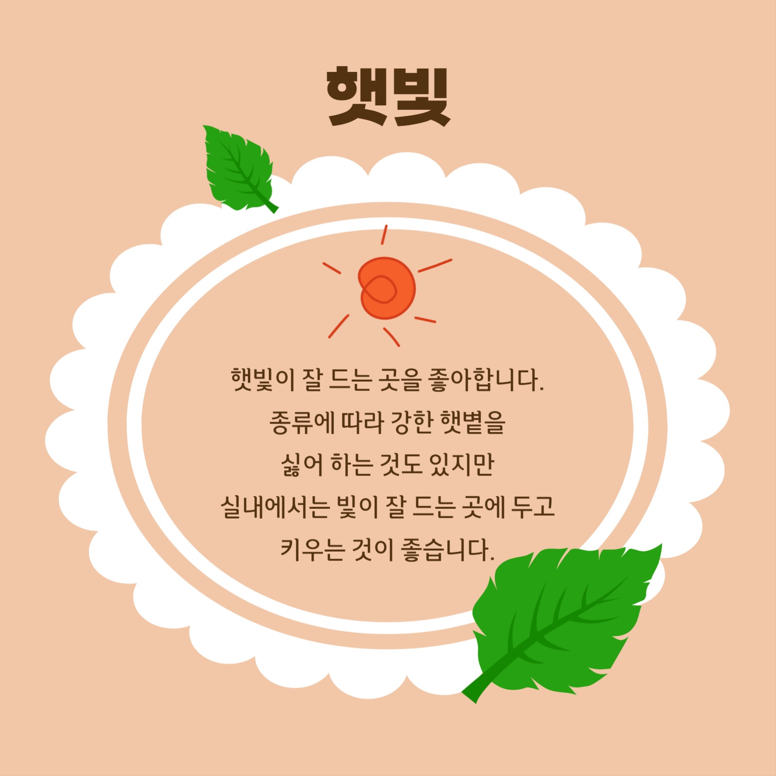 다육이 키우기 카드뉴스