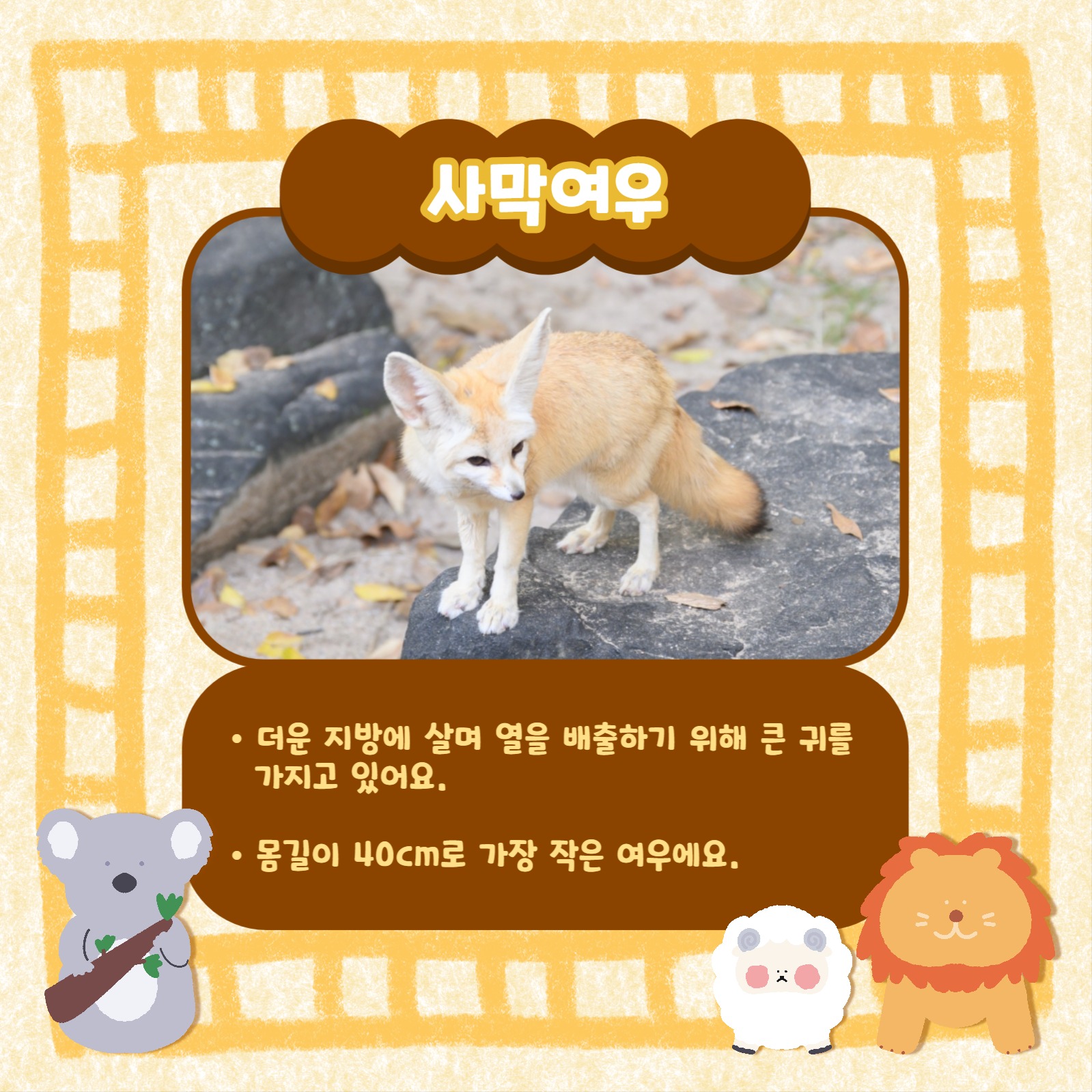 동물 인기순위 카드뉴스