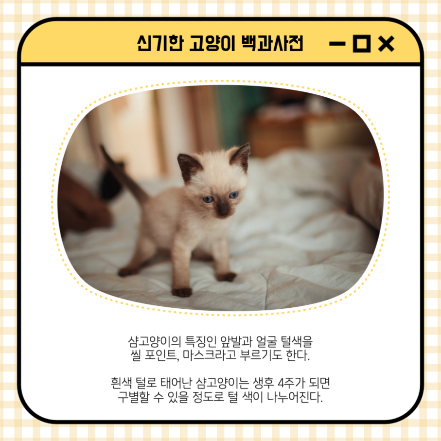 샴고양이 신기한 고양이 백과사전