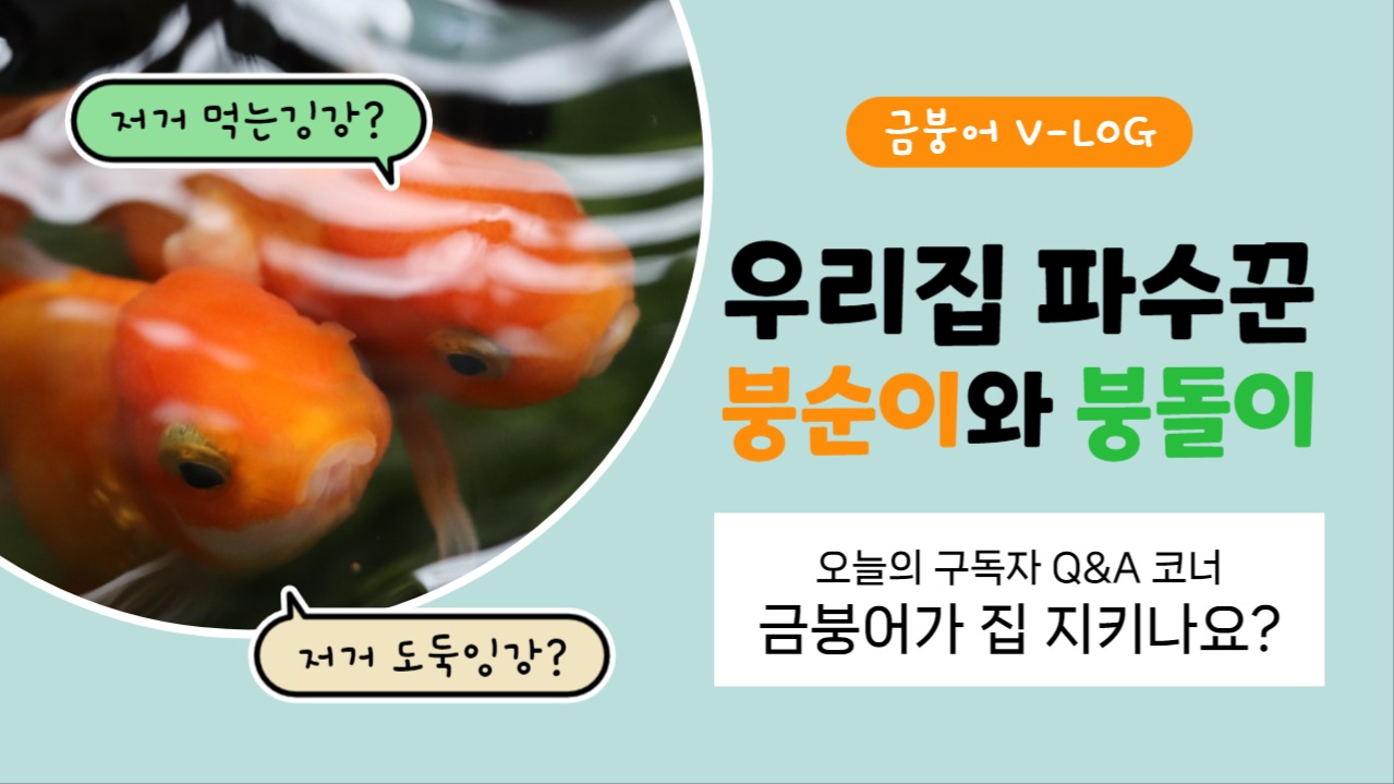 물고기 브이로그 유튜브