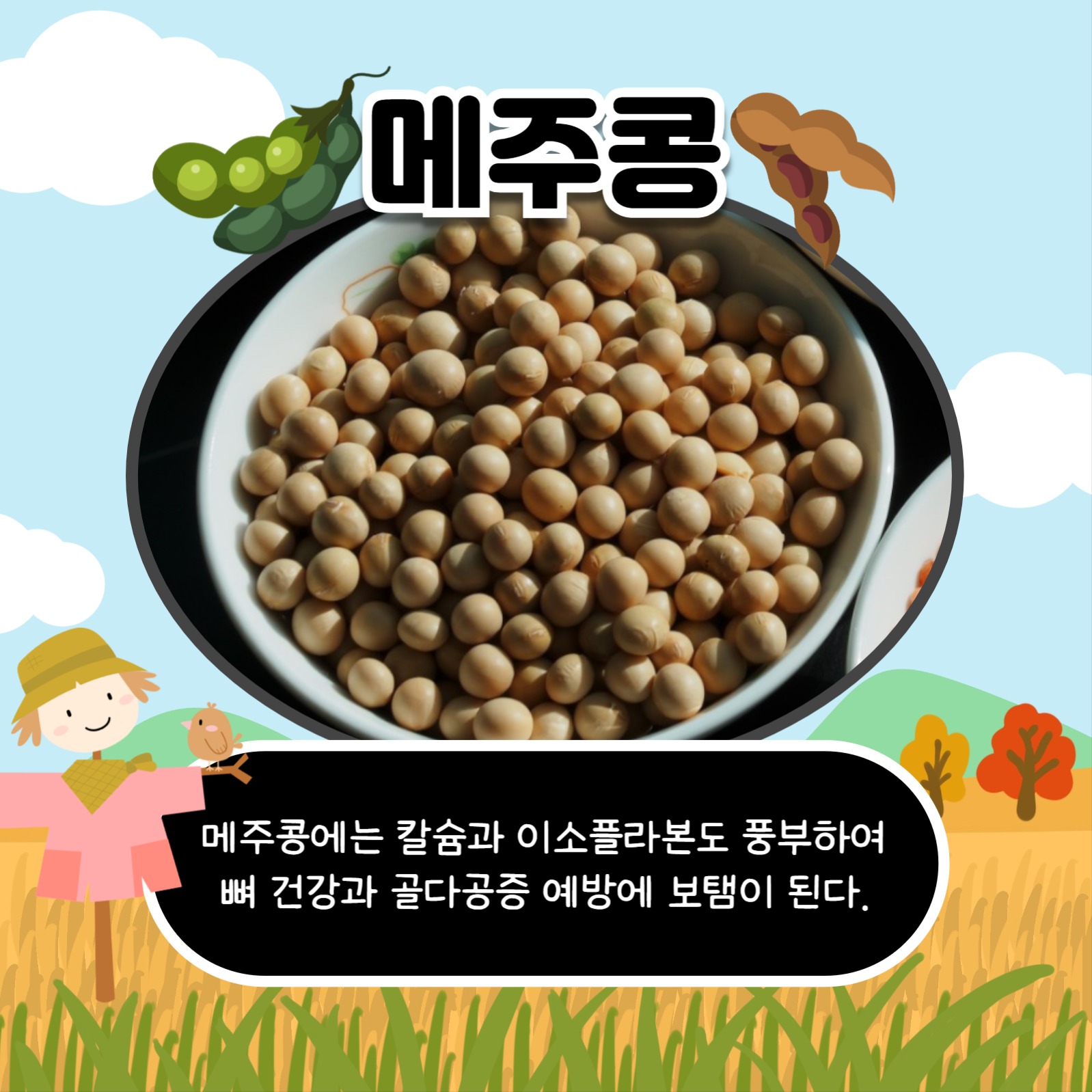 콩의 종류와 효능 카드뉴스