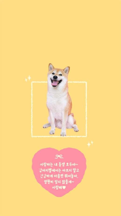 사랑하는 내 동생 호두야~ 인스타그램