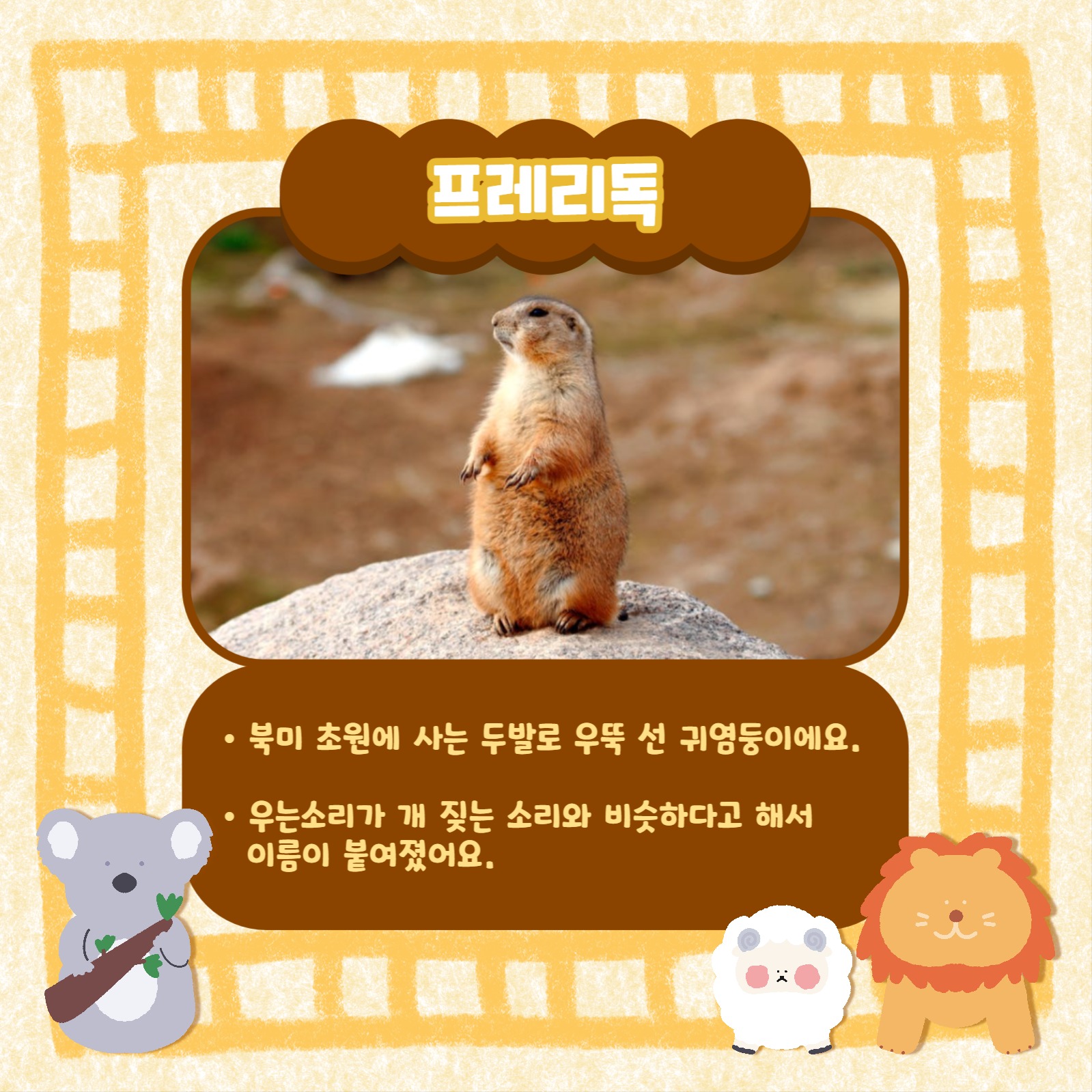 동물 인기순위 카드뉴스