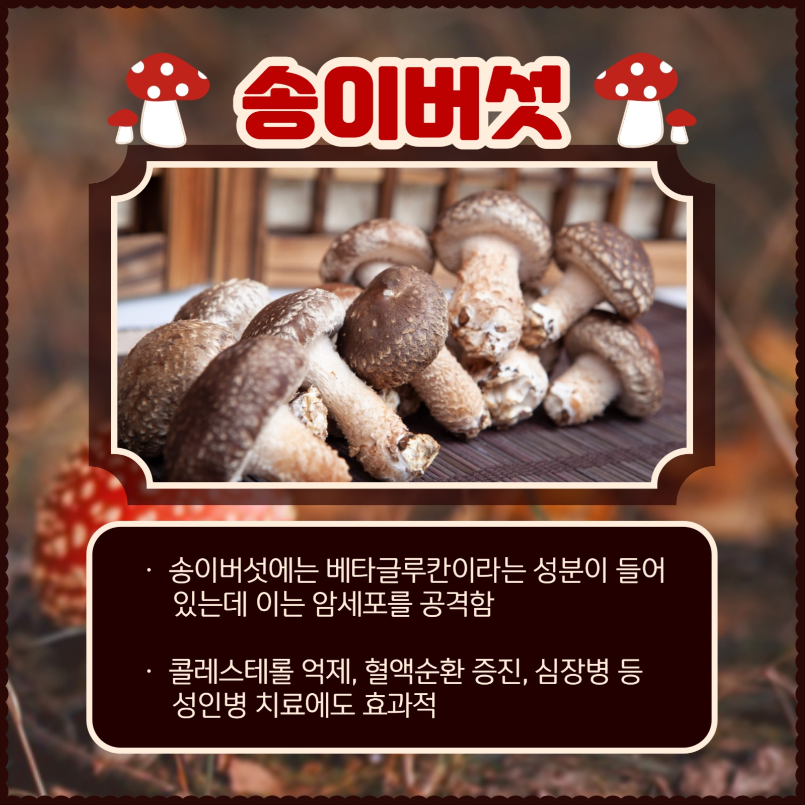 버섯의 종류와 효능 카드뉴스