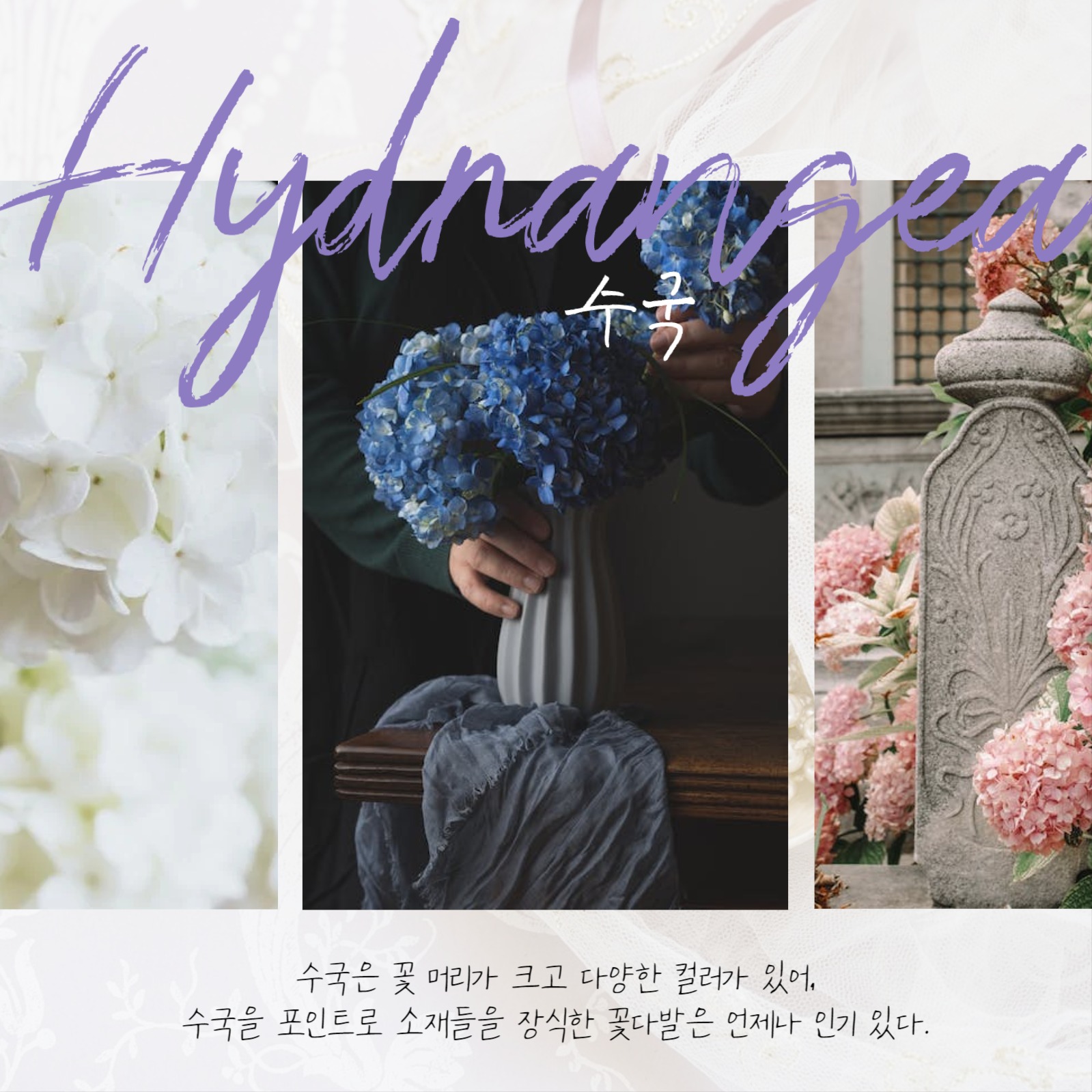 졸업식 꽃다발 추천 꽃집카드뉴스