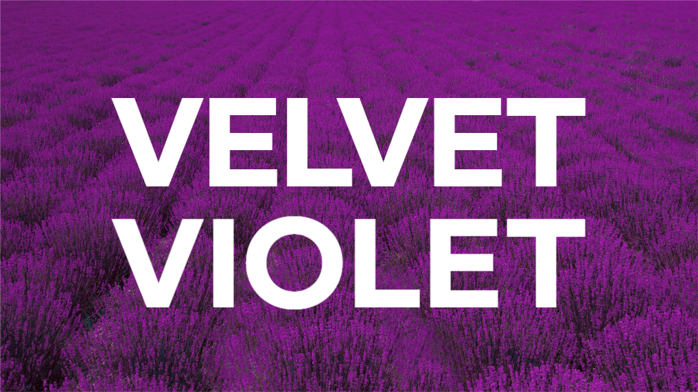 매력적인 벨벳 바이올렛