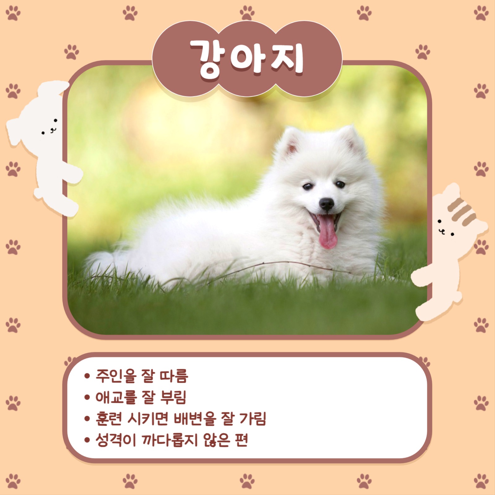 반려동물 추천 카드뉴스 