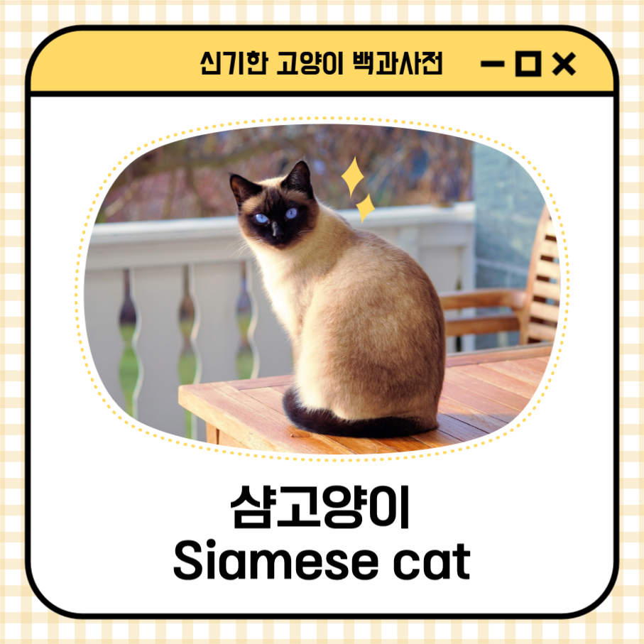 샴고양이 신기한 고양이 백과사전