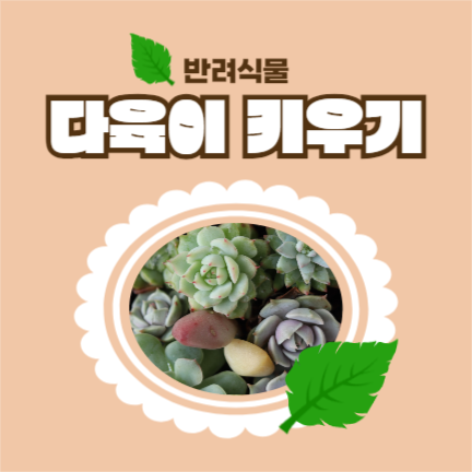 다육이 키우기 인스타