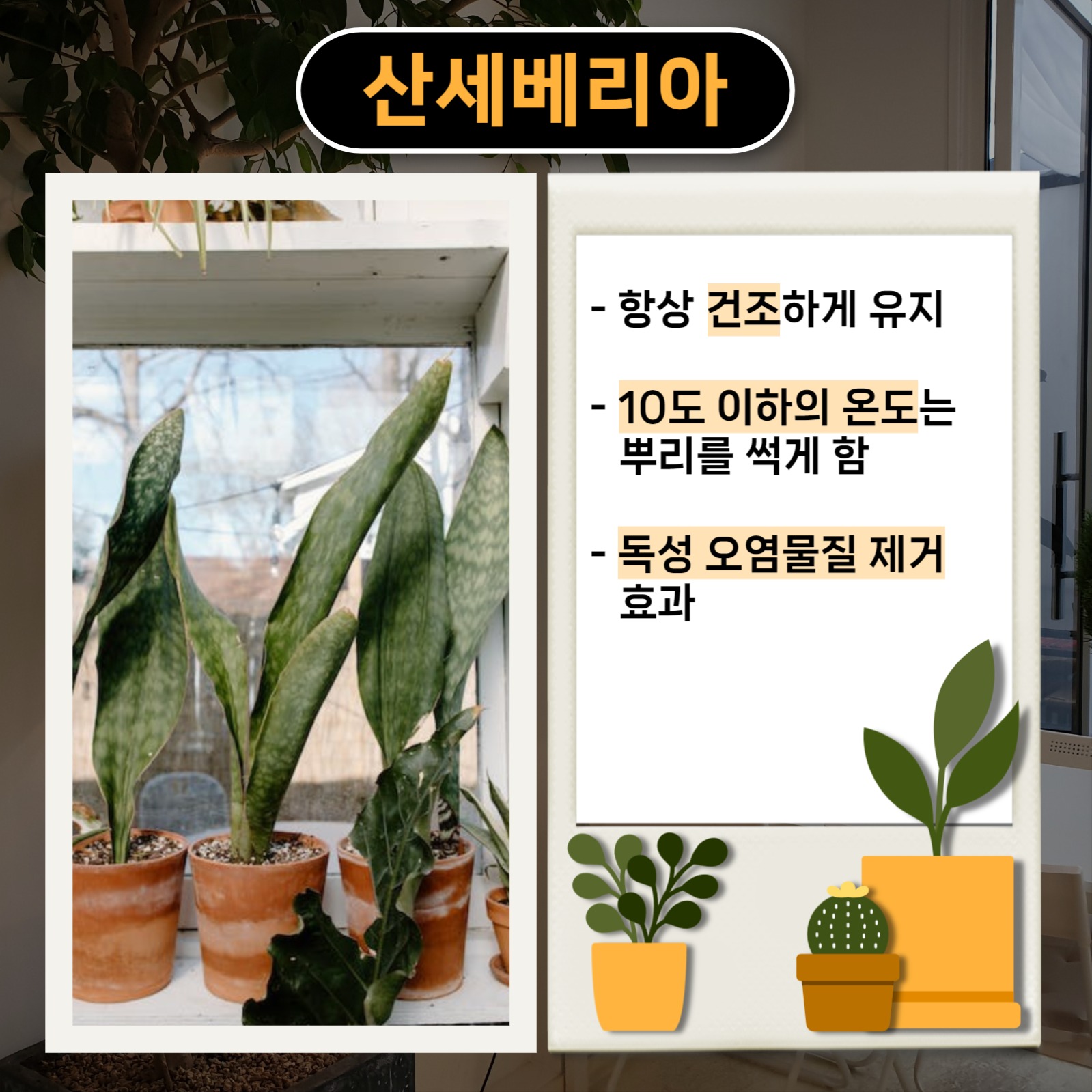 실내 식물 추천 카드뉴스