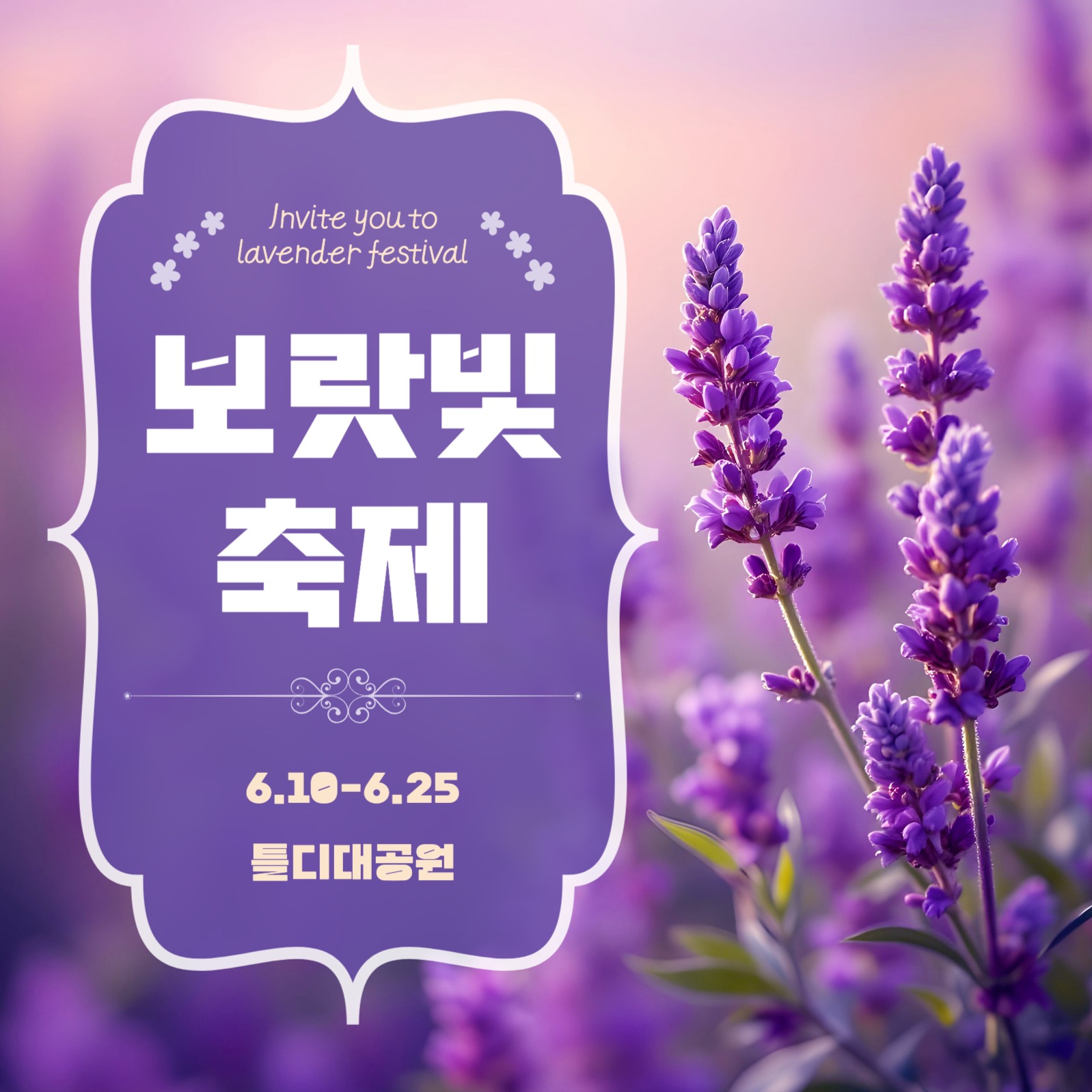 라벤더 꽃축제 안내