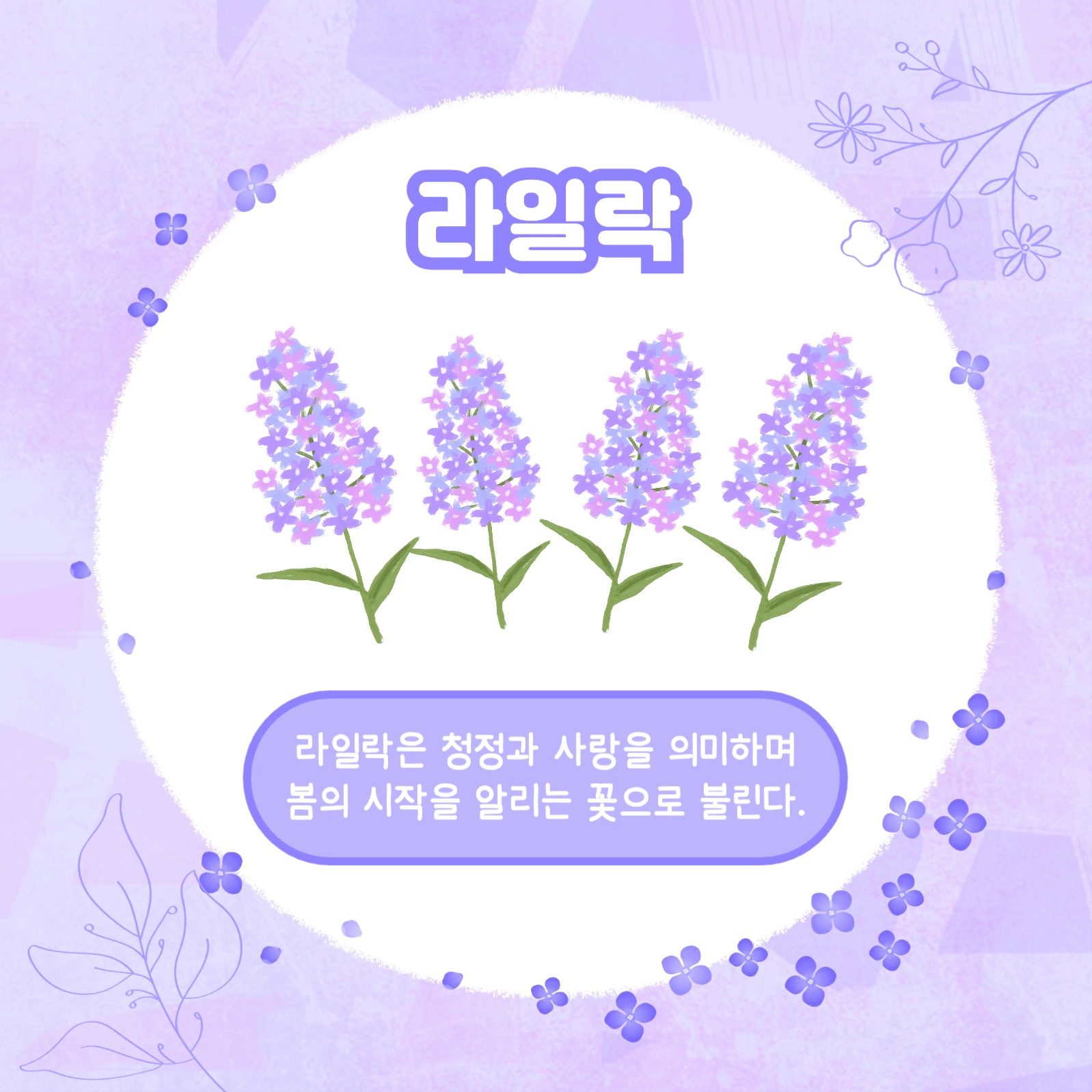 보라꽃 모음집 카드뉴스