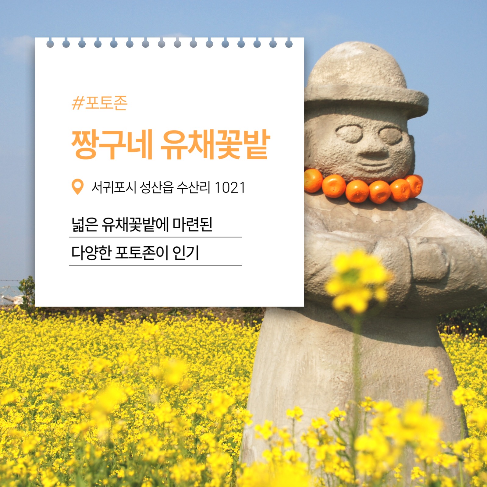 제주 꽃구경 명소 추천 카드뉴스