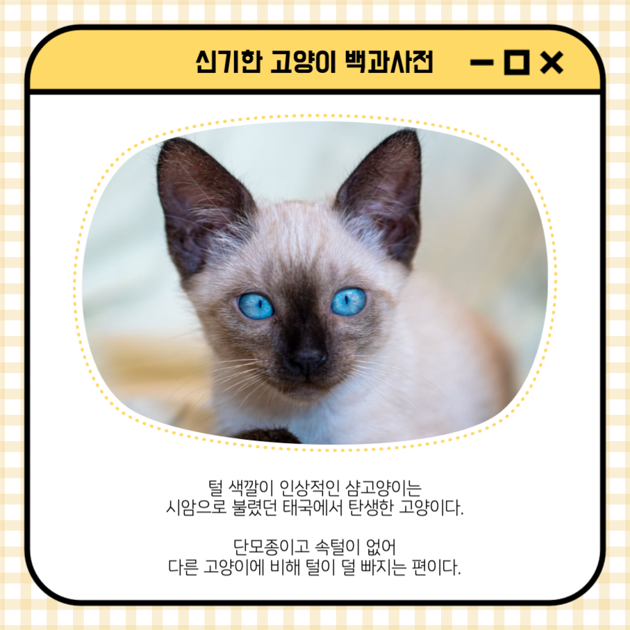 샴고양이 신기한 고양이 백과사전