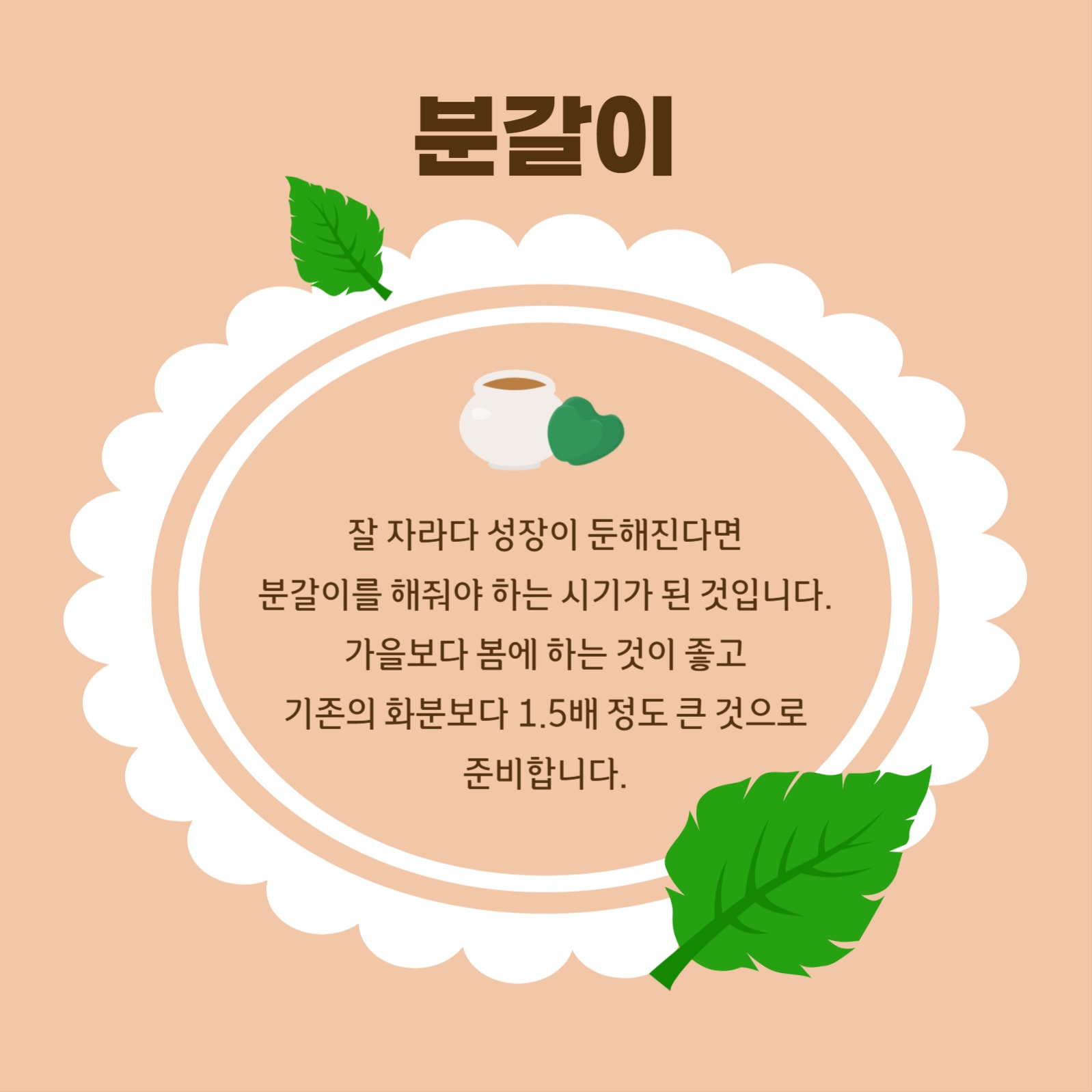 다육이 키우기 카드뉴스