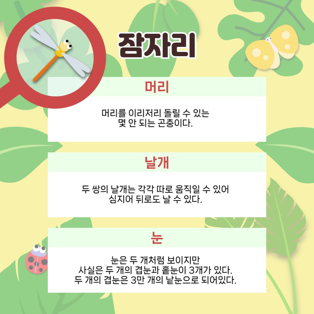곤충 일기 카드뉴스