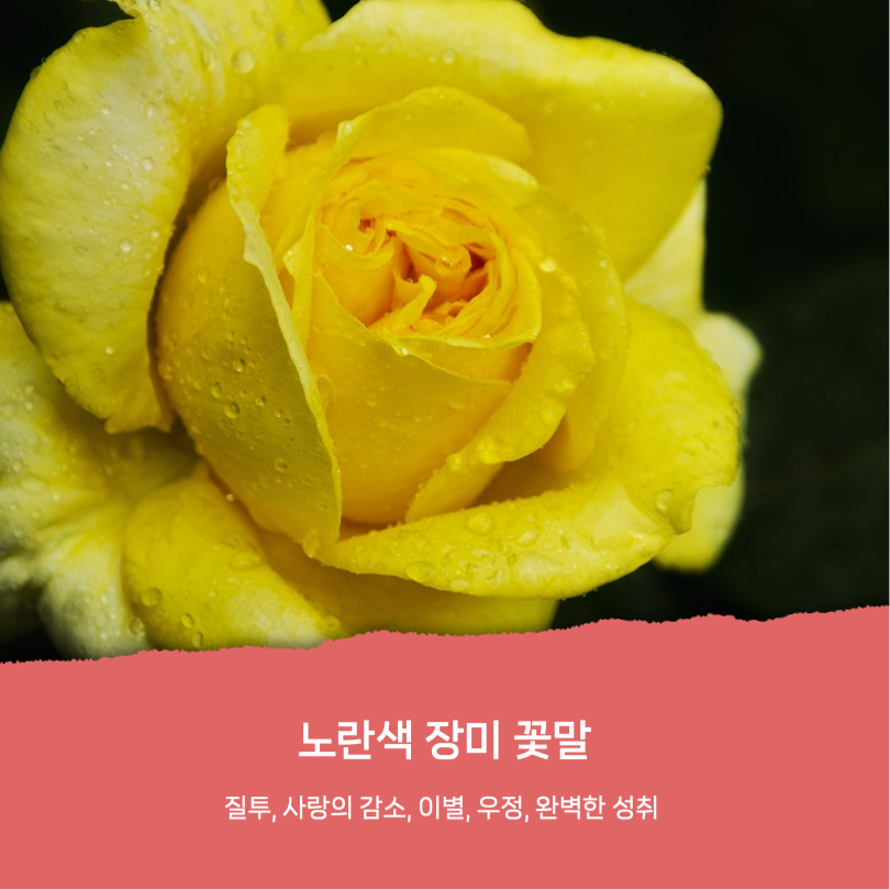 로즈데이 유래와 장미꽃 꽃말 카드뉴스