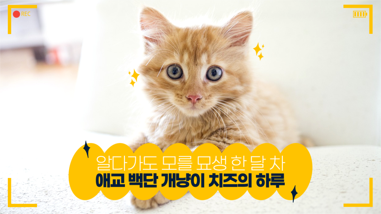 애교 백단 개냥이 치즈의 하루