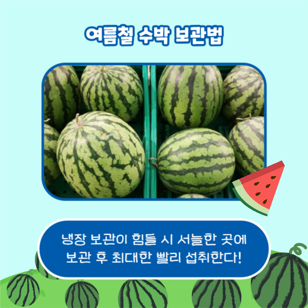 수박 보관법 (카드뉴스)