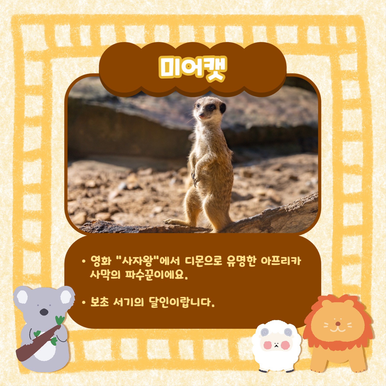 동물 인기순위 카드뉴스