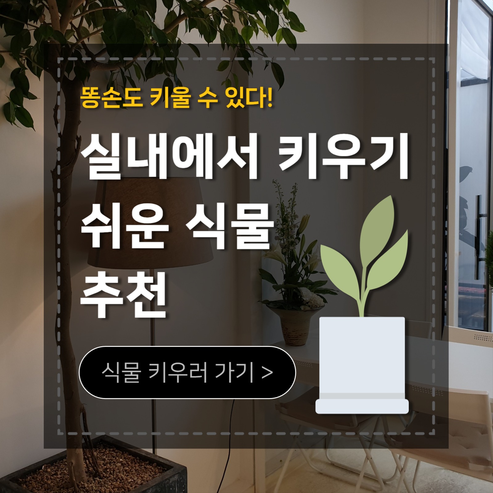 실내 식물 추천 카드뉴스
