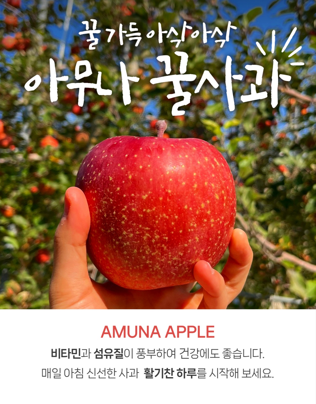 단순한 사과 상세페이지