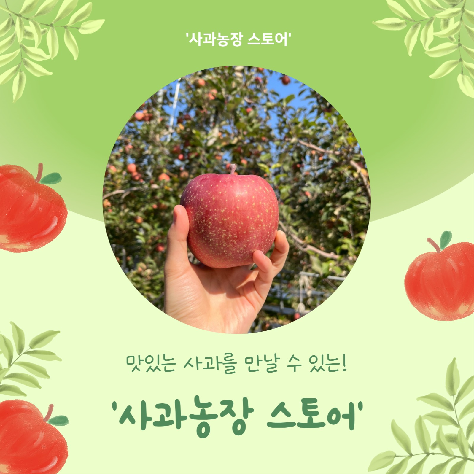 새콤달콤 제철사과 (카드뉴스)