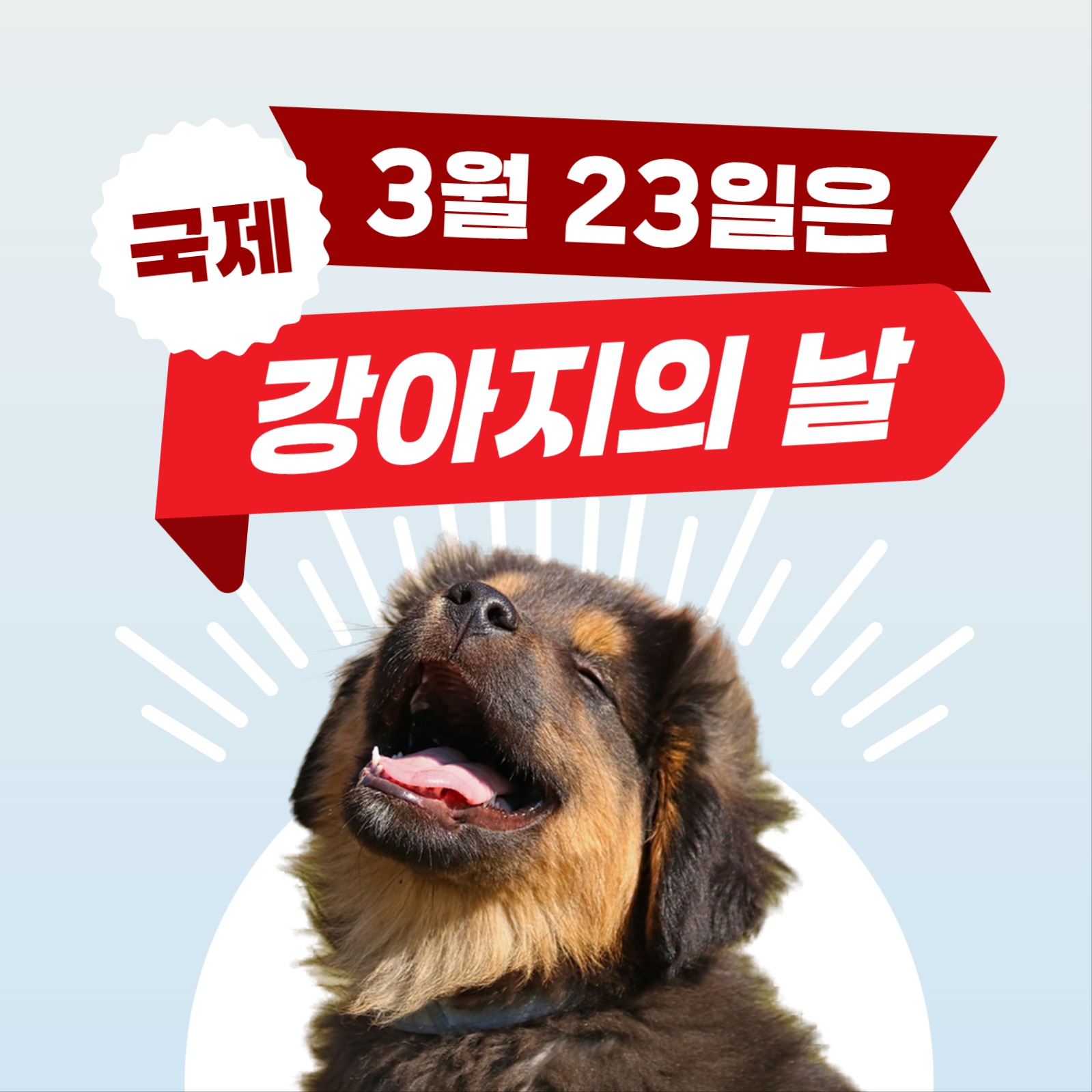 강아지의 날 인스타그램 게시물