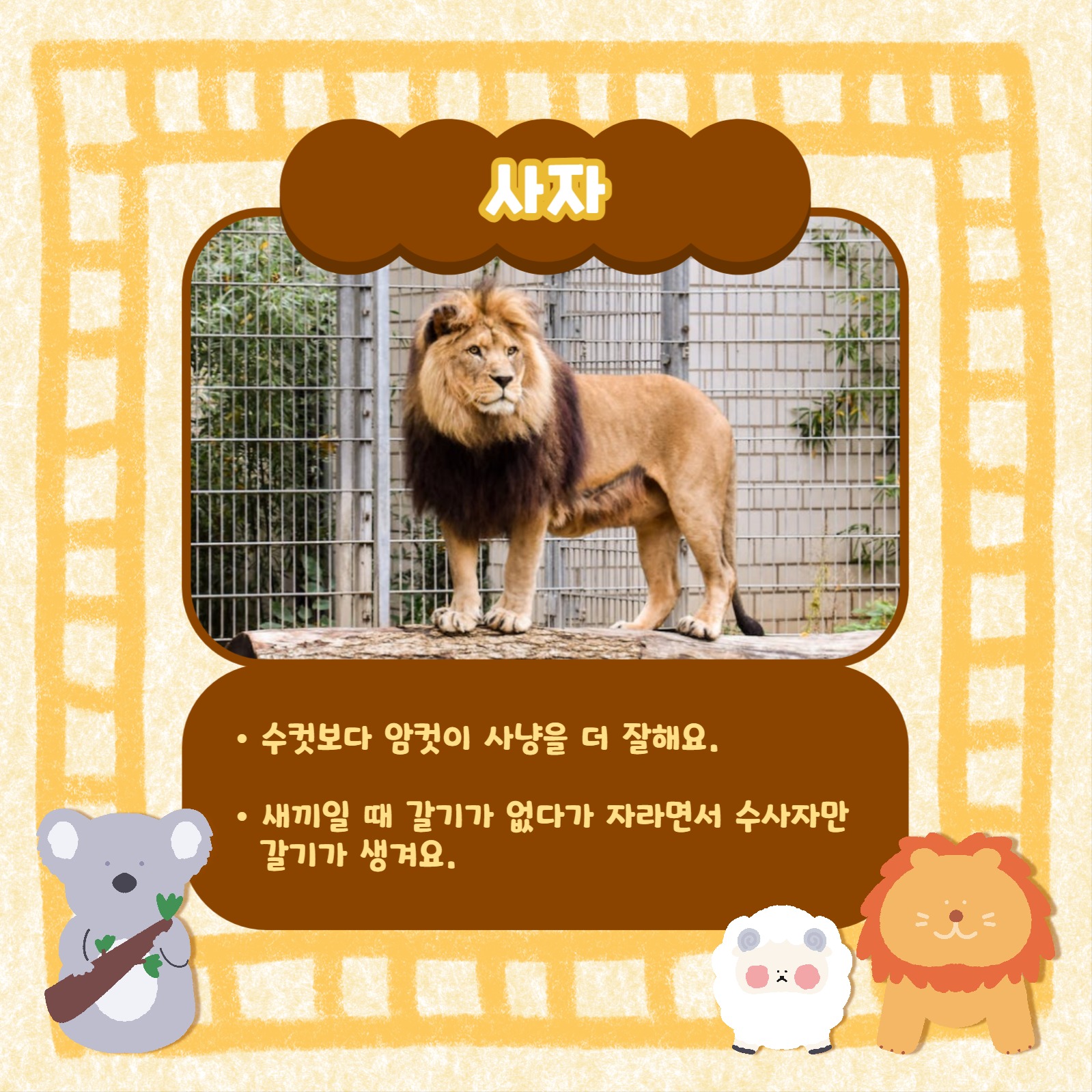 동물 인기순위 카드뉴스