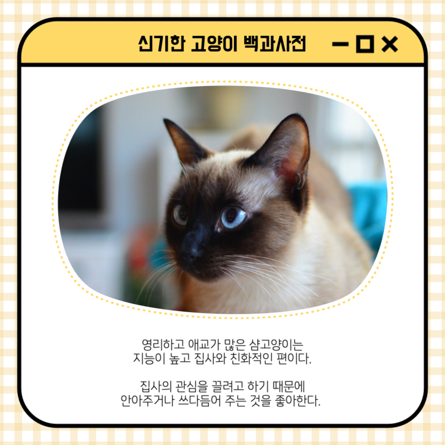 샴고양이 신기한 고양이 백과사전